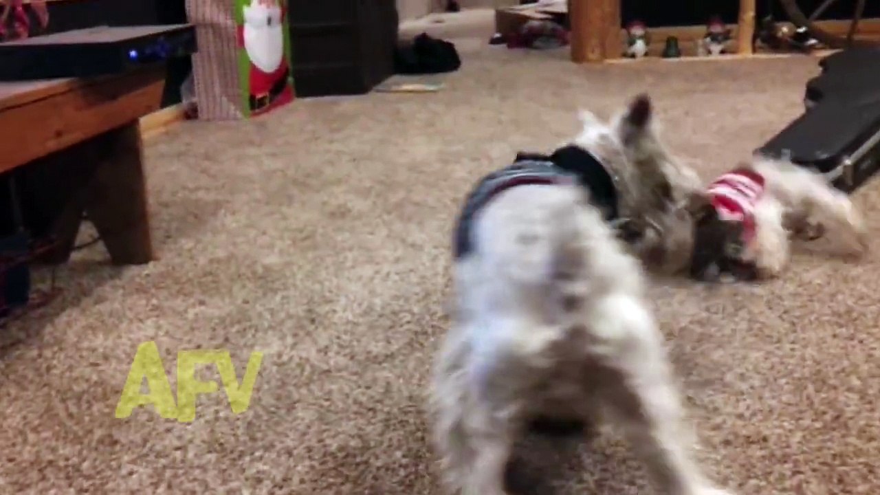 Funniest Videos