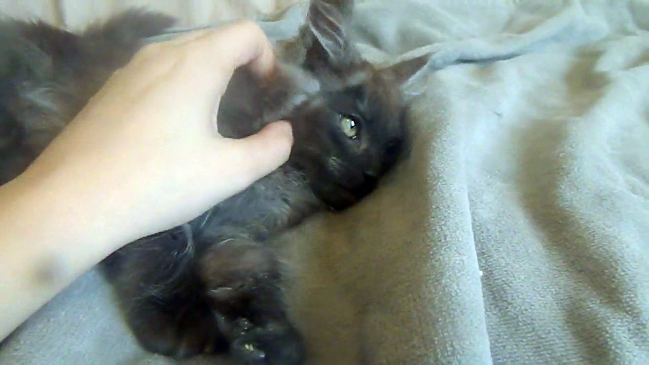 Jango des rives d'estaing maine coon