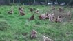 Les oeufs Caron, élevage de poules pondeuses à Pihem (62)