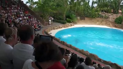 Dolphins fish subhan allah