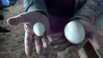 Dev Tavuk Yumurtası Görenleri Şaşırttı