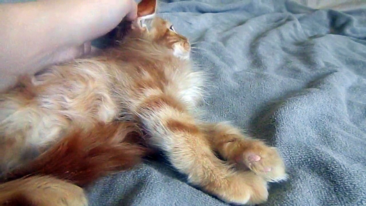 Jackson des rives d'estaing maine coon