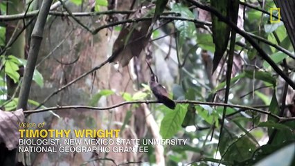 Male Hummingbirds Sing for Sex