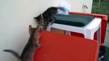 Ces petits chatons qui jouent ensemble sont à croquer!