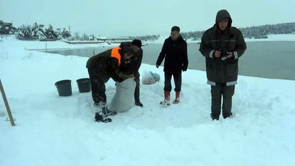 Yabani hayvanlara yem bırakıldı