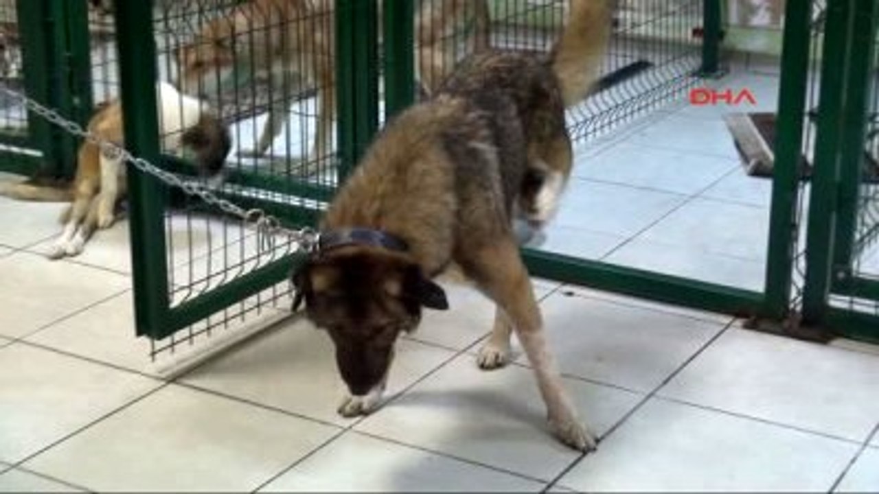 Bacağı Sakat Köpek Ameliyat Edilecek