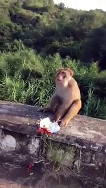 bandr ka tamasha
