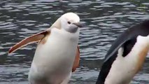 Mutant 'Blond' Penguin Spotted in Antarctica