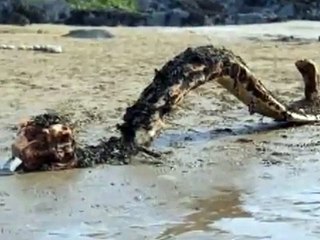 The Most Dangerous Sea Monster Found Alive Ever !!! Who are They-------!!!!