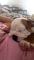 Funny English Bulldog Puppy Snores While Sleeping