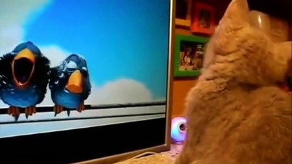 Most Hilarious Videos Of Cats 2014 - Best Funny Kitten Compilation