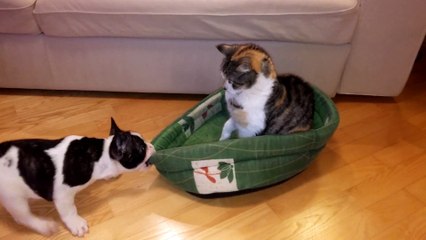 Cute Puppy Trying to Get Back Bed from Cat