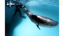 Proof Paul Nicklen on Protecting the Arctic