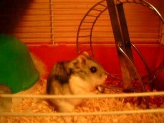 Tourne, Tourne petit Hamstaro !!! ^^