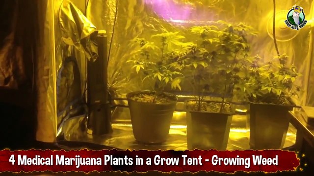 4 Medical Marijuana Plants in a Grow Tent Growing Weed