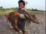 v amazing cow baby having 2 leg watch n share