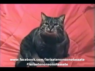 Il gatto che recita una parte horror.