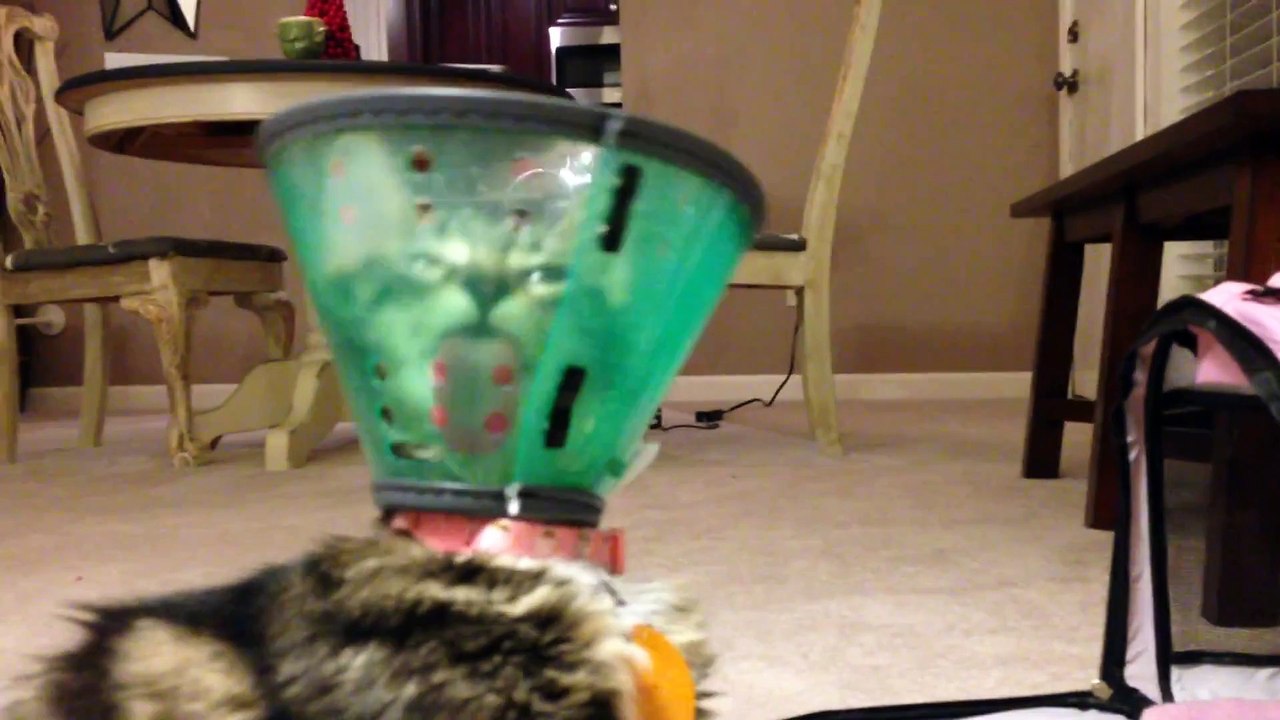 Kitten Vs. Cone