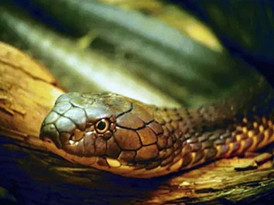 لله فى الآفاق آيات
