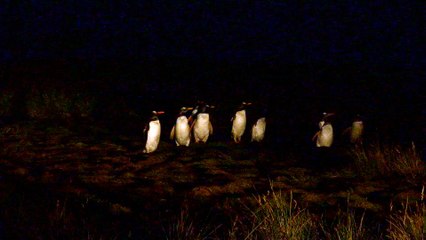 Attack of the Zombie Penguins