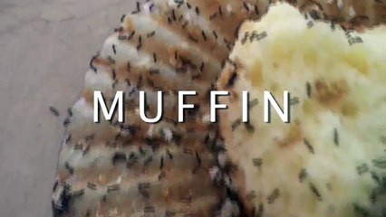 Manger un muffin rempli de fourmis