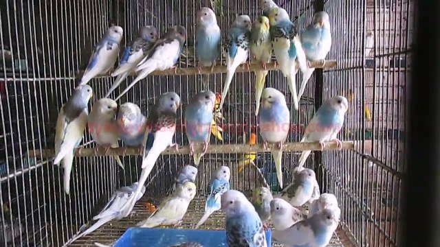 Danish Pied Budgies of Syed Ovais Bilgrami