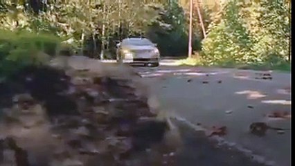 Lo scoiattolo ti salverà la vita