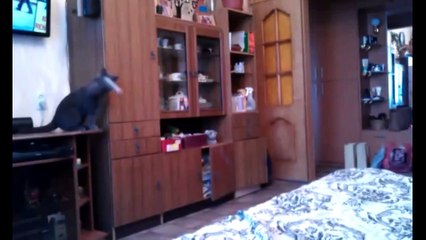 Un chat joue au ping-pong