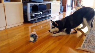 Husky appeuré par une peluche