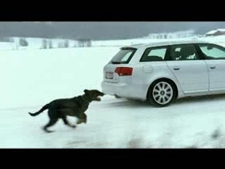 Audi - The Dog