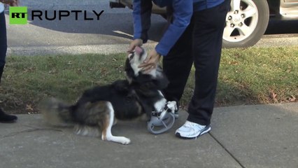 Cão ganha patas impressas em 3D nos EUA