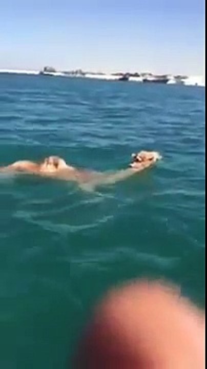 Un dromadaire nage dans la mer !