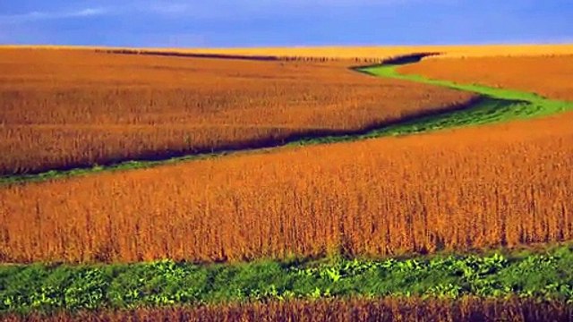 Plants Communicate with each other Using Underground Fungi