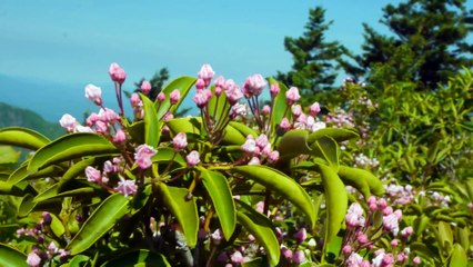 Mehmet Erarabacı | Aglama Anam - (Bozlak)