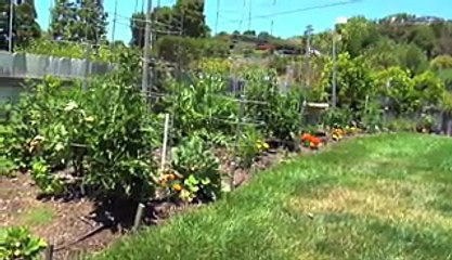 Plants Communicate with Themselves-