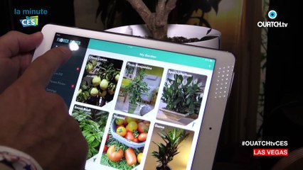 la minute CES S02E10 : Parrot Pot, le pot de fleurs connecté qui arrose en votre absence
