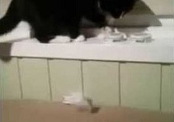 Cat Not Impressed With Owner's Interior Design Skills