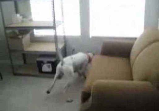 Collar-Laser Drives Dog Crazy
