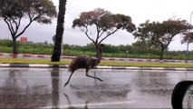 Runaway Emu Goes For A Casual Highway Jog