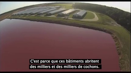 Une ferme usine de milliers de porcs aux Etats-Unis