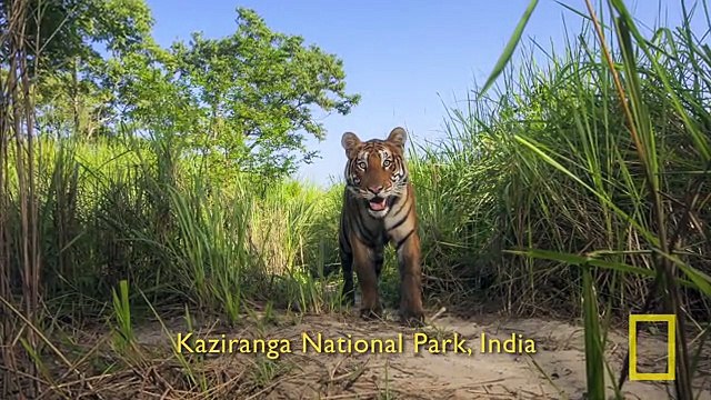 National Geographic Live! - Steve Winter & Alan Rabinowitz Tigers Forever