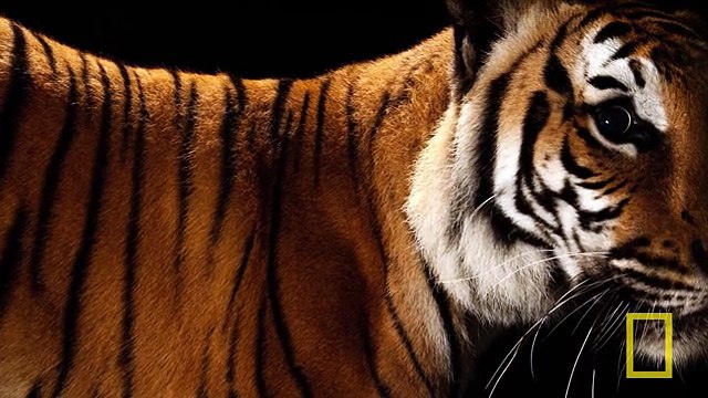 National Geographic Live! - Vincent J. Musi Big Cats Up Close