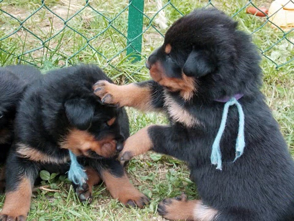LES BEAUCERONS DU GRAND BUECH