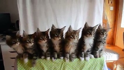 Tester les réflexes de 7 chatons