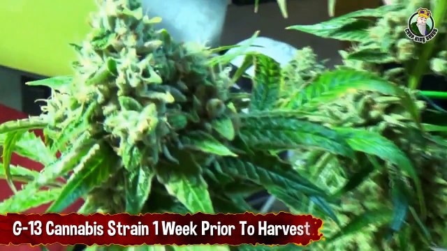 G-13 Cannabis Strain 1 Week Prior To Harvest