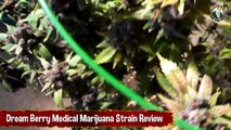 Dream Berry Medical Marijuana Strain Details And Review Before Harvest