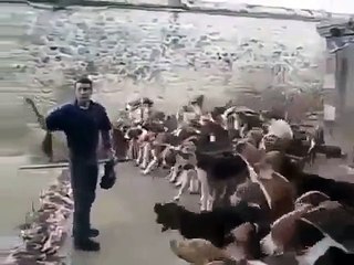 120 Köpek Aynı Anda Besleme