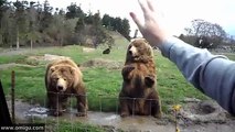 Waving Bears