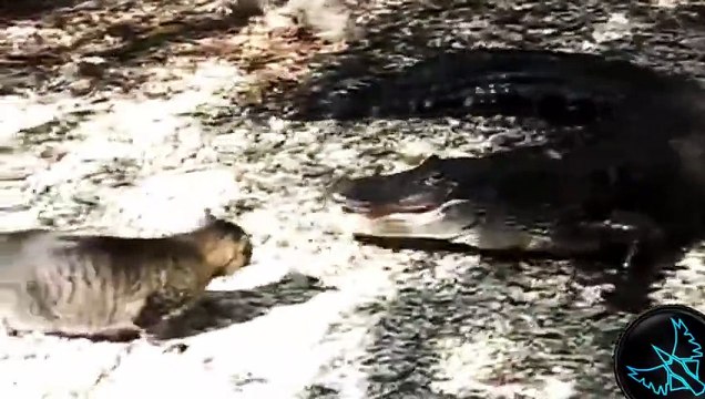 Dünyanın En Cesur Kedileri Derlemesi