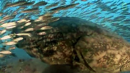 Photographer Swims With Huge Goliath Groupers